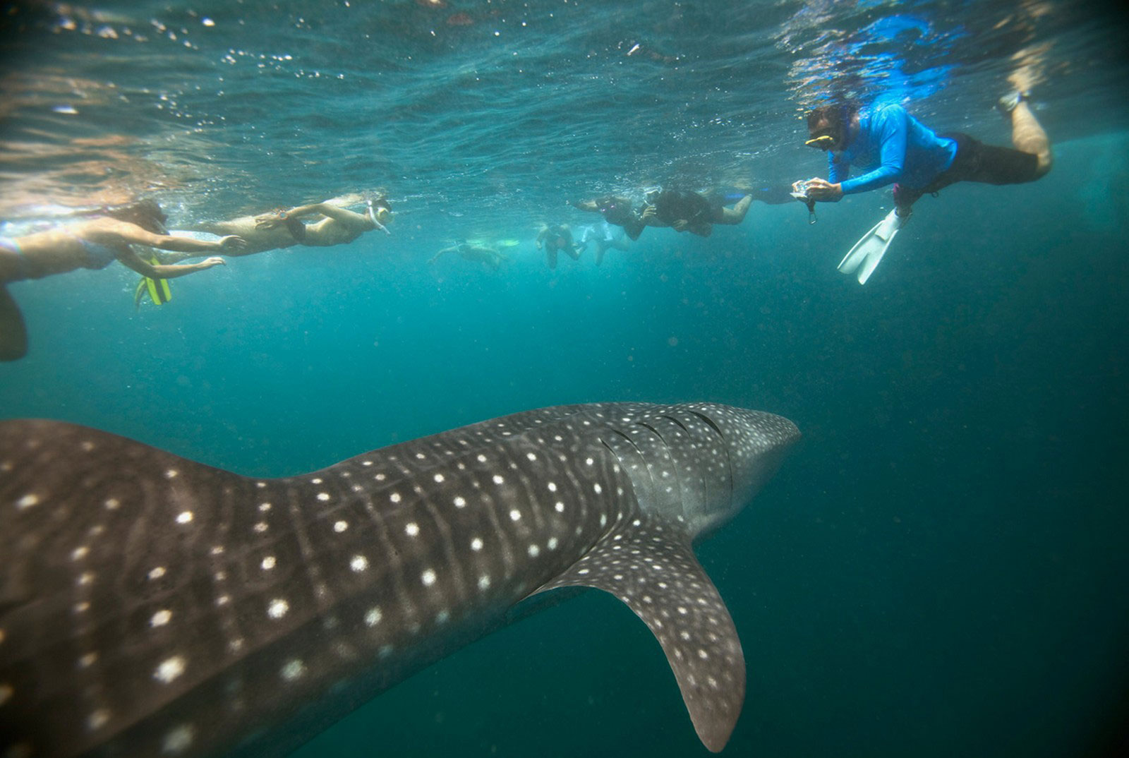Аквалангисты плавают в непосредственной близости от 6-метровой китовой акулы в заливе Ханифару на Мальдивах