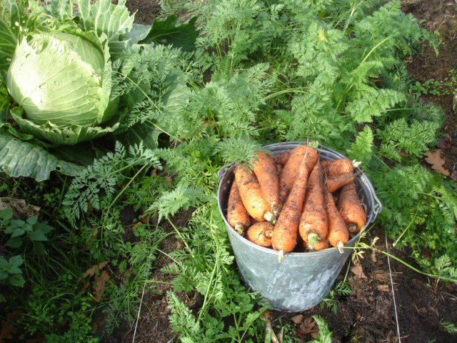 Моркови и капуста может потерпеть 