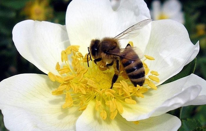 Пчелы - это наши природные целители
