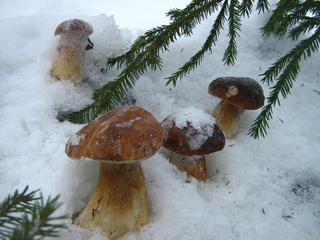 Январь. Ранний снег, или поздние грибы?