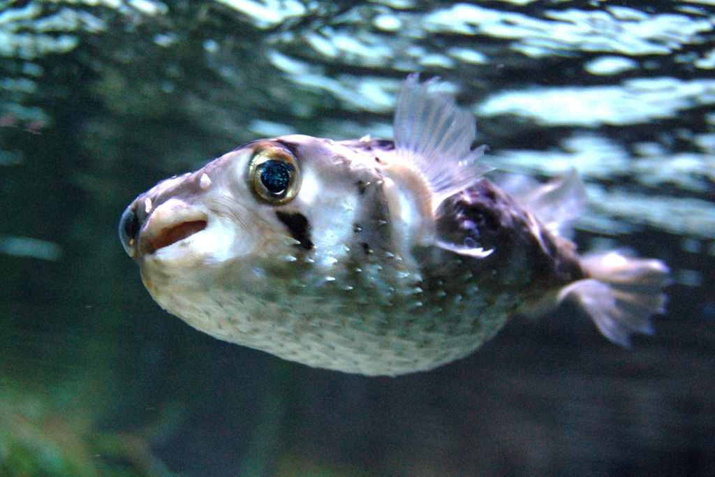 Рыба фугу - самая ядовитая рыба в мире