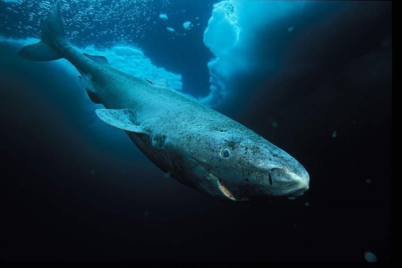 Полярная гренландская акула