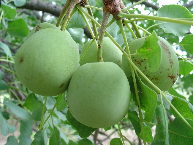 Плоды марула
