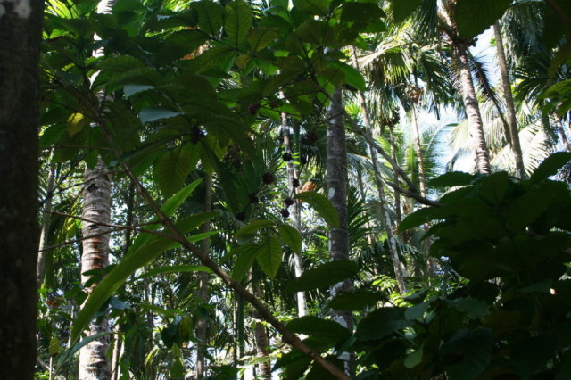 Деревья кардамона в Гоа