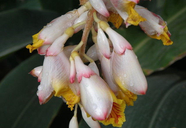 Фантастически красивые цветы кардамона