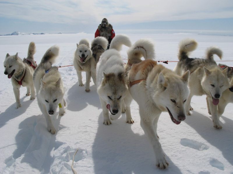Навыки управления собачьей упряжкой пригодились во время его путешествия по Северному Полюсу