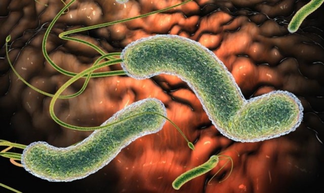 Зловредный микроб - причина гастрита и язвы