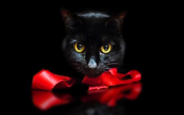 Черный кот. Да еще и подарок. Ох уж эти суеверия.