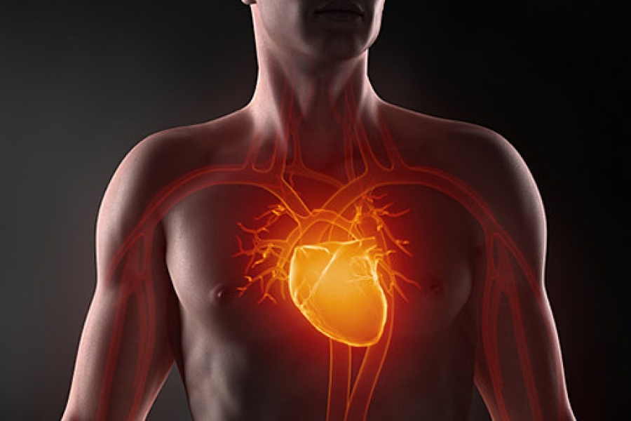 Анатомия скрывает четкие симптомы инфаркта