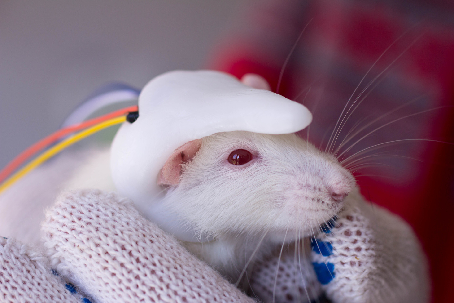 Всего лишь при помощи стволовых клеток новорожденной крысы удалось воссоздать полноценное живое сердце
