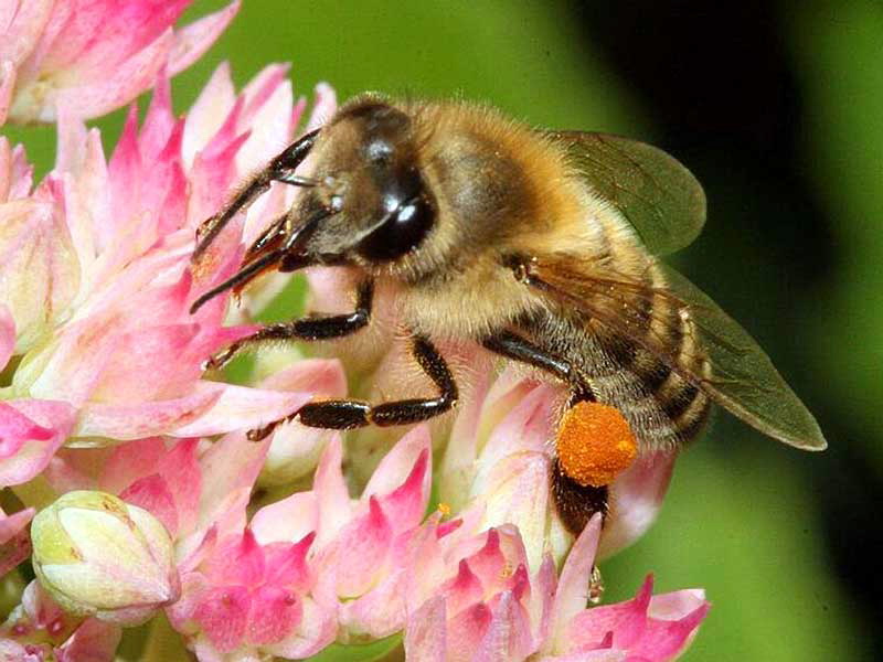 Пчелки не только необыкновенные трудяги, но и прекрасные целители