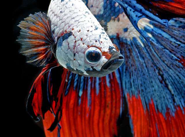 Сиамская бойцовая рыбка