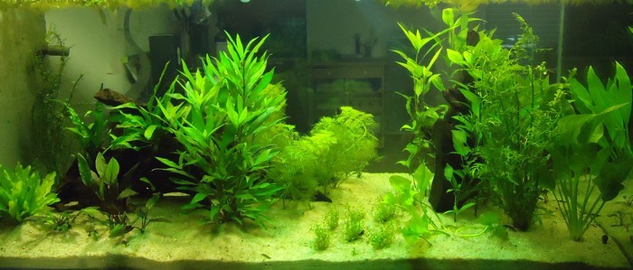 Разновидности Эхинодоруса сделают аквариум настоящим раем для рыб