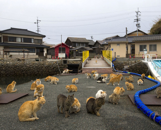 Улицы заполнены котами