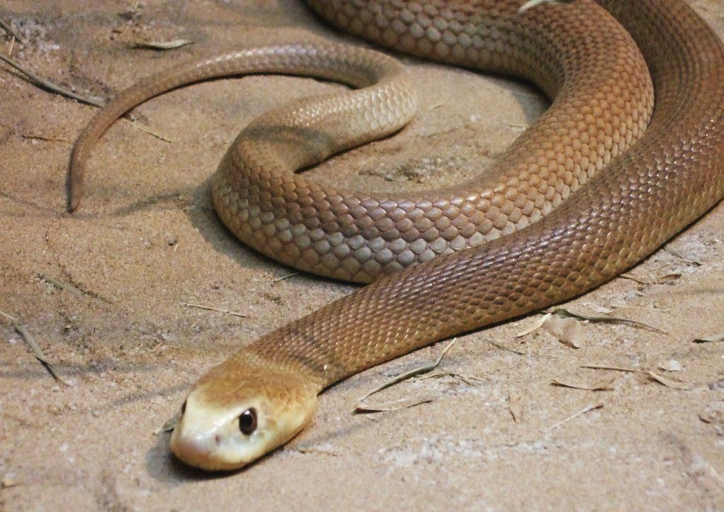 Тайпан - самая жестокая змея