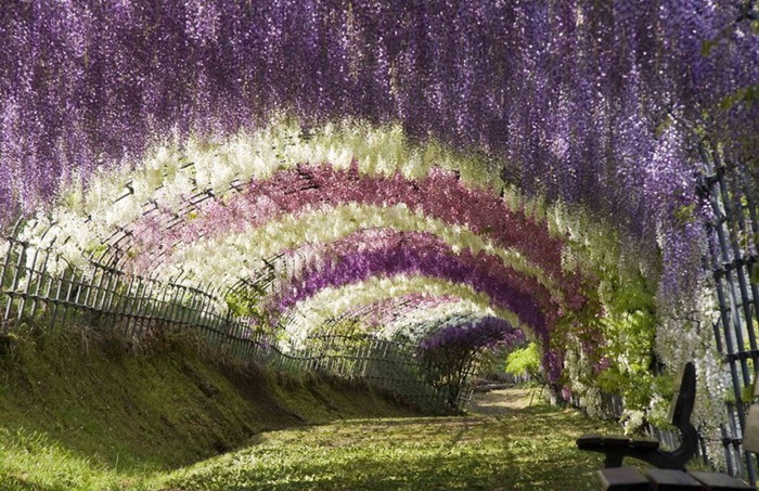 Японский цветочный парк Асикага: тоннель из глициний